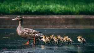 Tax year 2022/23 – get your ducks in a row