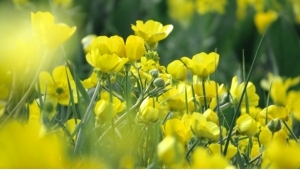 Spring 2021 UK Budget Summary Spring 2021 UK Budget Summary