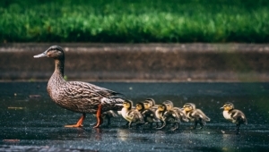 Tax year 2022/23 – get your ducks in a row Tax year 2022/23 – get your ducks in a row